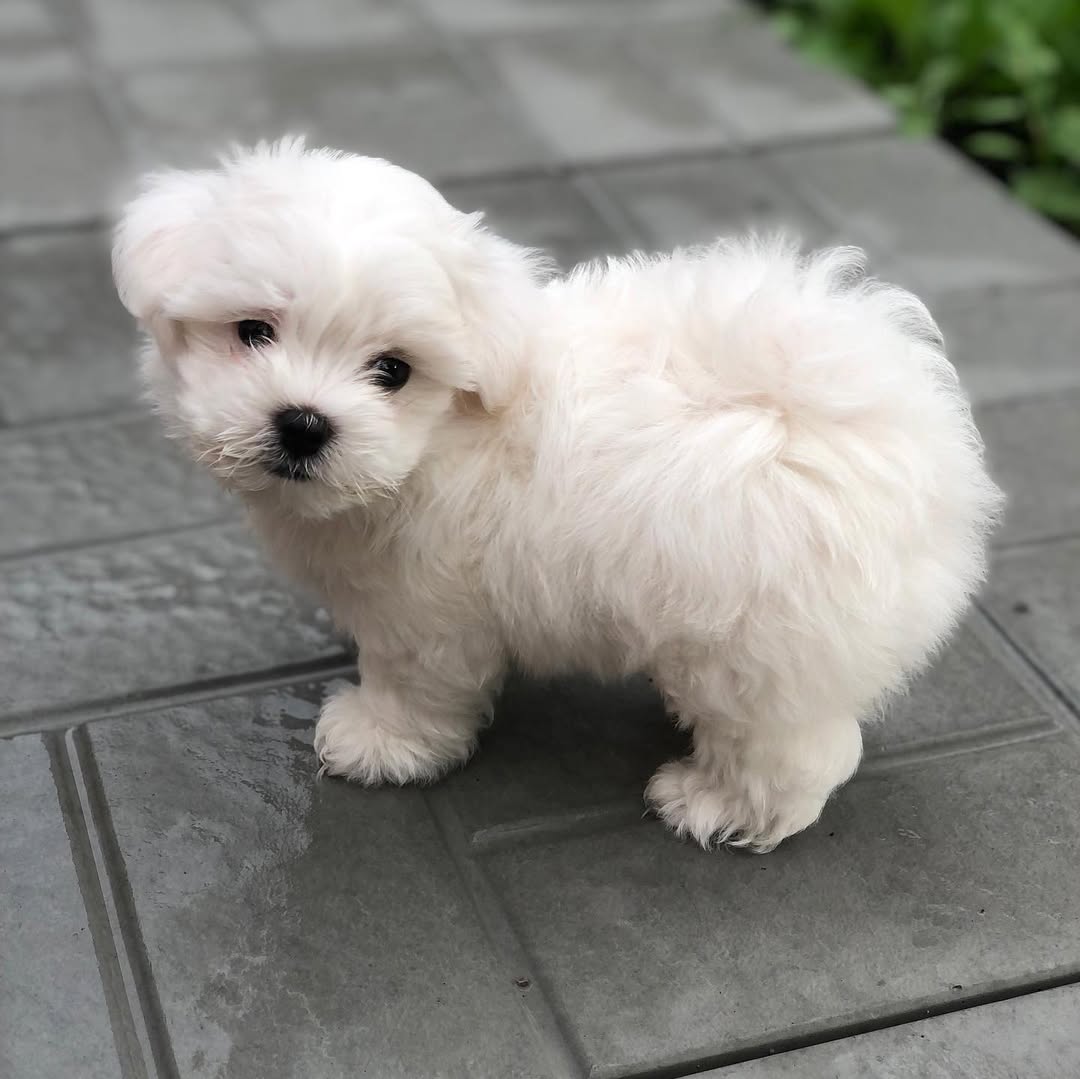 Taro Junge